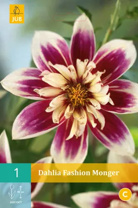 Dahlia Fashion Monger 1st.